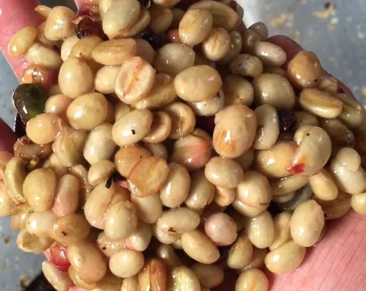 water system fresh coffee beans combined pulper