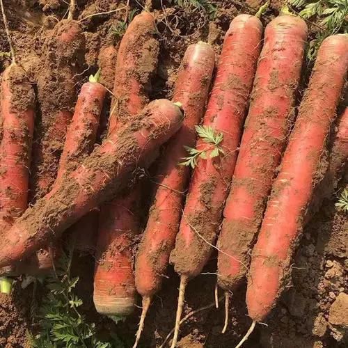 Peeling Washer for Root Vegetables Carrots Cleaning Machine