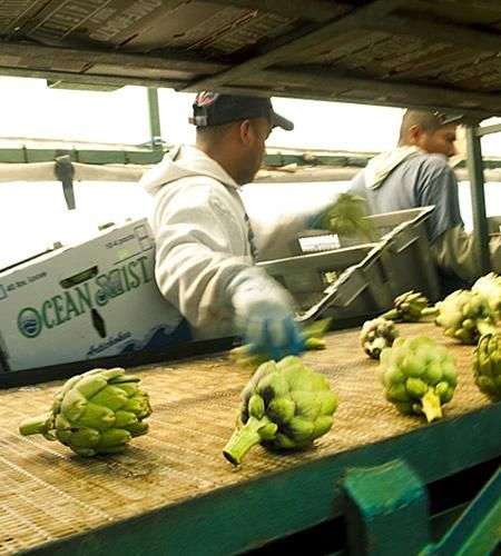 Artichoke Can Processing Line Artichoke Machines