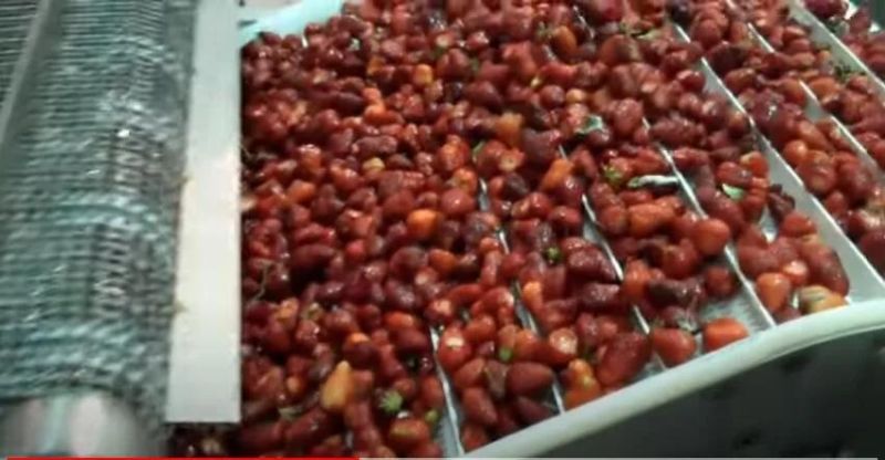 Automatic Fruits Cleaning Processing Machine Strawberry Washing Machine