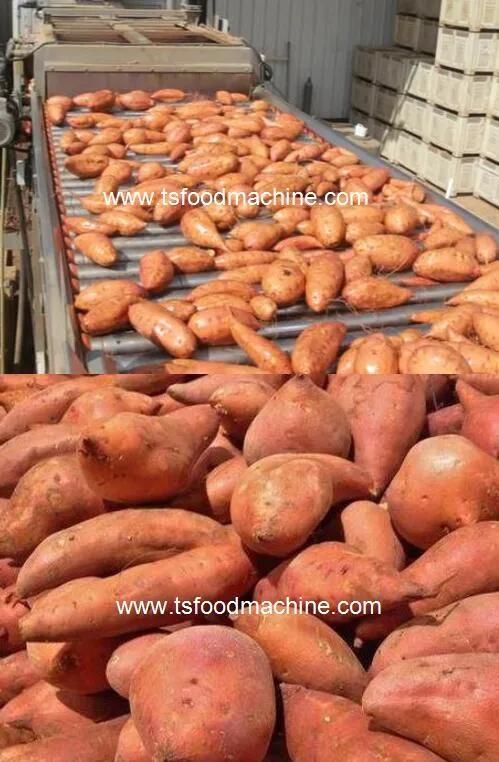 Fruit and Vegetable Ozone Washer Sweet Potato Washing Machine