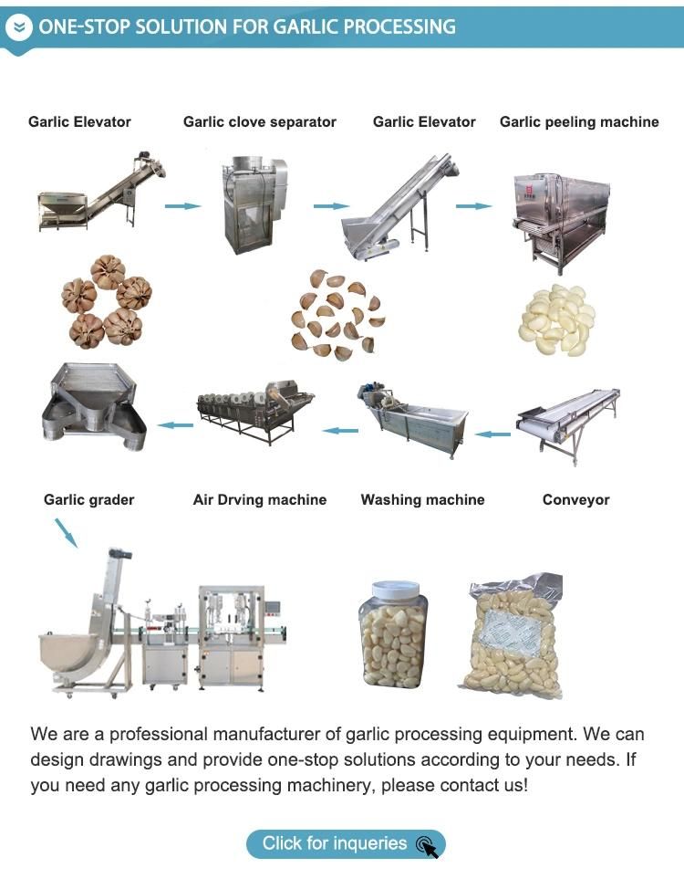 The Factory Supplies 500kg/H Chain Type Garlic Peeling Machine