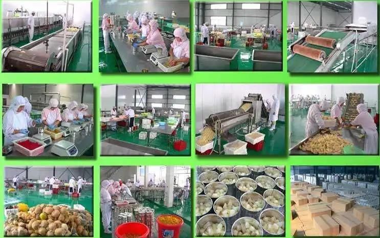 Hot Sell Canned Fruit Production Line