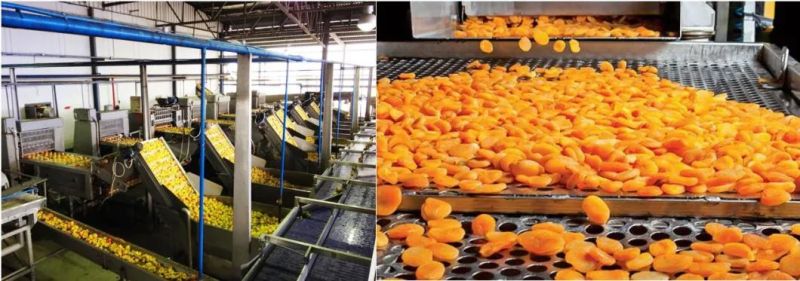 Peach Washing machine Peach Processing Machine